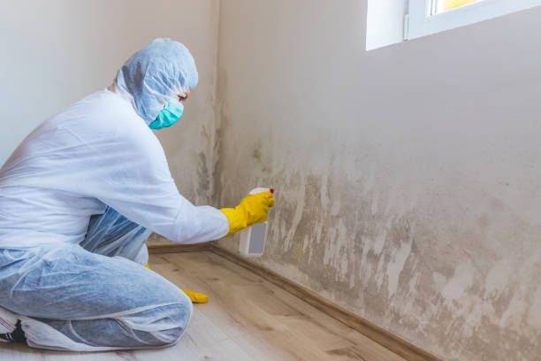Licensed Commercial Mold Remediation service in Muskegon, MI - WQB Mold Removal